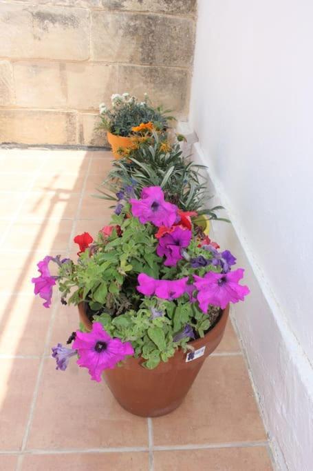 That Little Zurrieq المظهر الخارجي الصورة